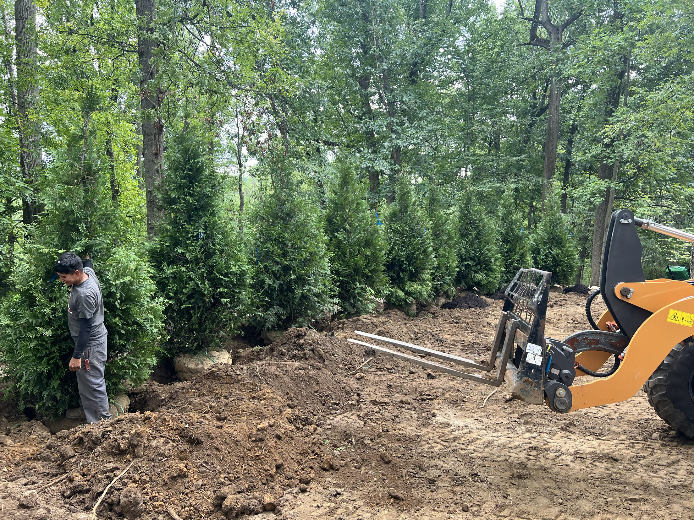 Worker installing large arborvitae evergreens with a compact loader in Glenside, PA