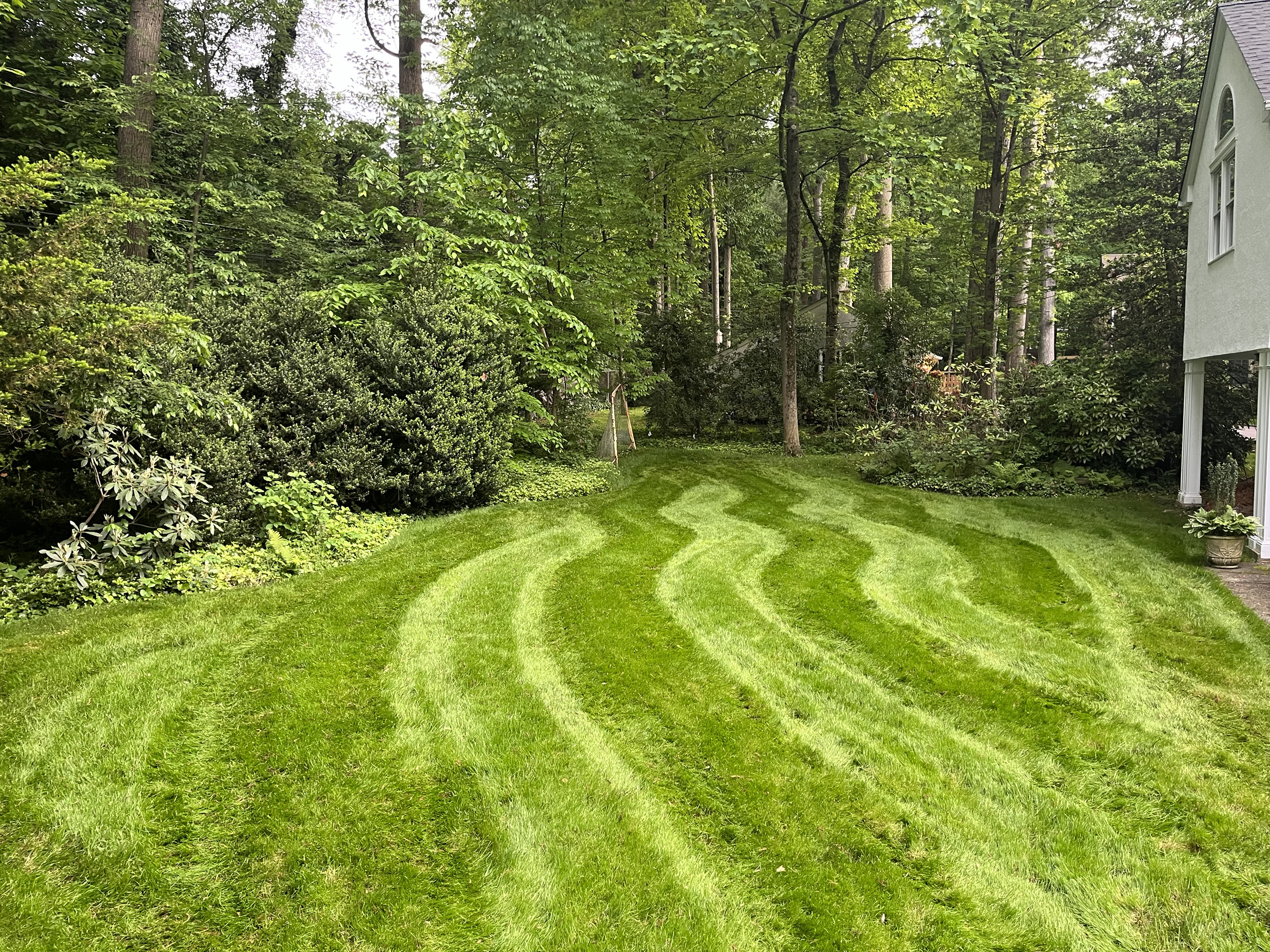 Lush green backyard lawn with curved mowing stripes after renovation in Glenside, PA
